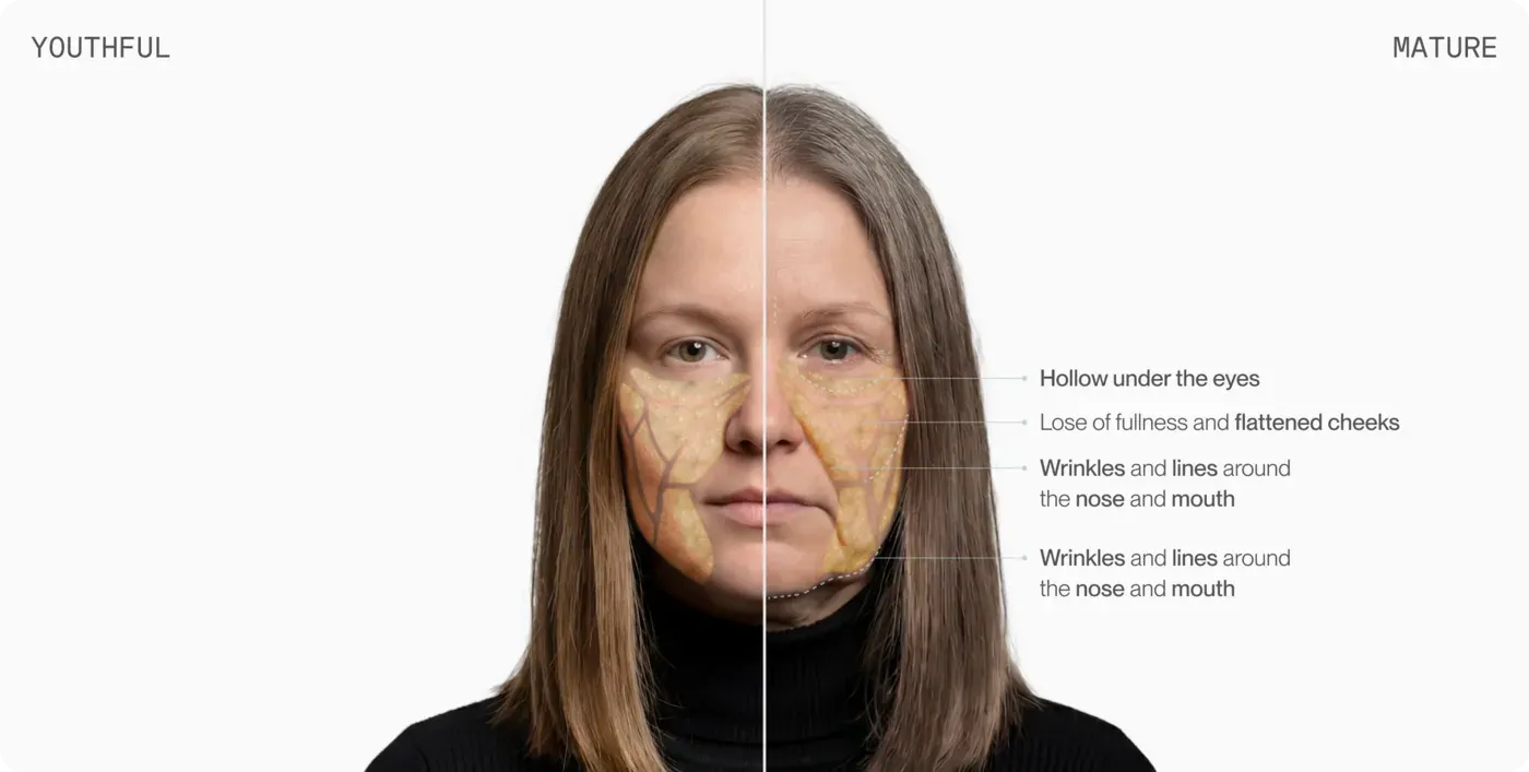 Front portrait of a middle-aged woman split into youthful and mature halves with age-related callouts