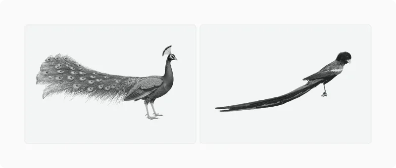 A peacock with its full tail beside a long-tailed widowbird, illustrating evolutionarily exaggerated traits
