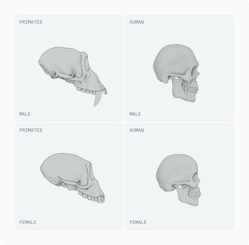 Facial Dimorphism article — figure 16 (replace alt in CMS)