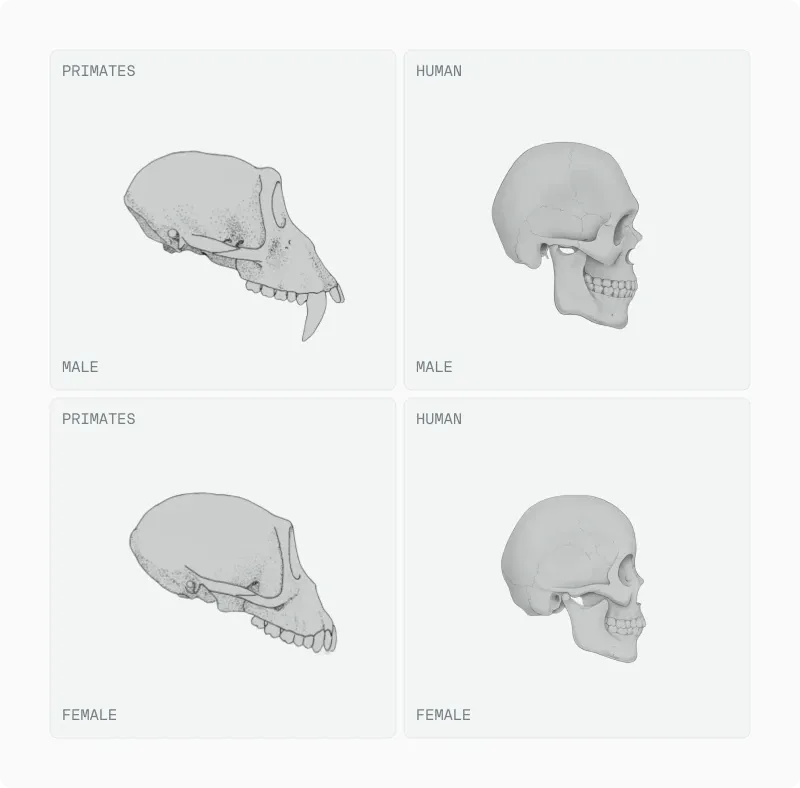 Composite-face panels showing masculinised, neutral and feminised stimuli in two ethnicities