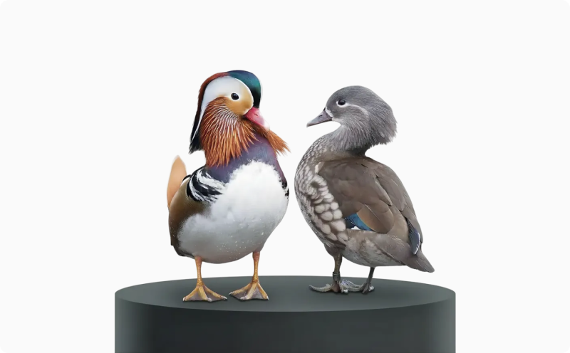 Facial Dimorphism article — figure 5 (replace alt in CMS)