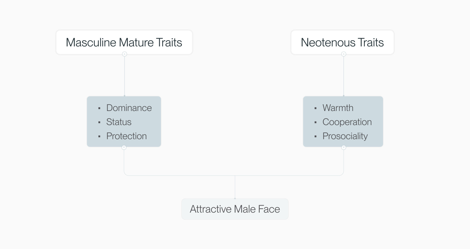 Diagram pairing masculine mature traits (dominance, status, protection) with neotenous traits (warmth, cooperation, prosociality) leading to attractive male face