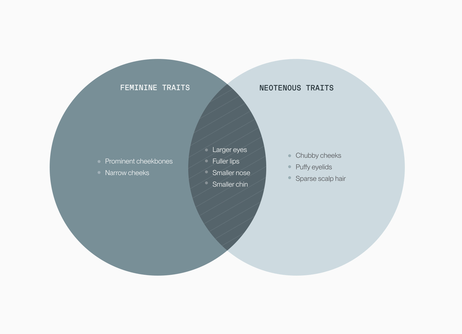 Venn diagram of feminine traits and neotenous traits with shared elements like larger eyes, fuller lips, smaller nose and chin