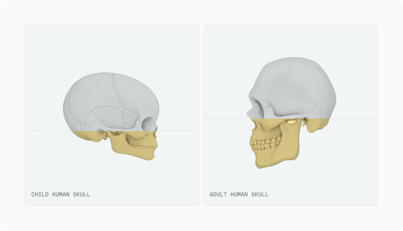 Facial Neoteny article — figure 4 (refine in CMS if needed)
