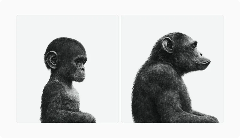 Profile photographs of a juvenile chimpanzee beside an adult chimpanzee showing cranial growth