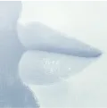 Lips Lips